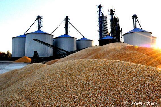 国内粮食已经卖不出去了,为何还要进口玉米? 