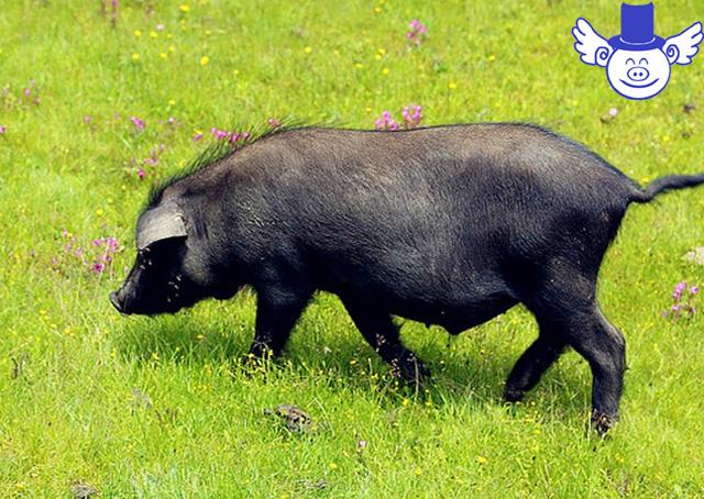 生态养猪是中国养猪业的未来?这种养殖方式有