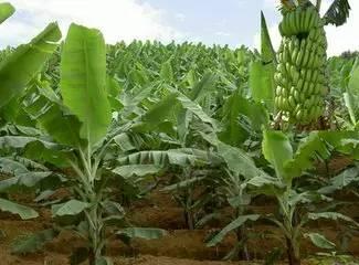 市场|香蕉价格大跌是谣言。青黄不接时,蕉农收