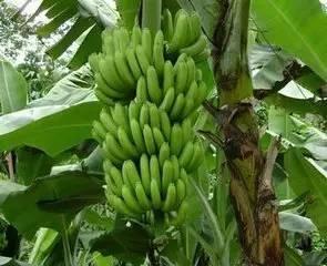 市场|香蕉价格大跌是谣言。青黄不接时,蕉农收