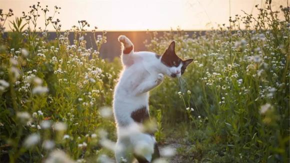 猫咪的魔性舞蹈搞笑宠物精选摄影,你喜欢喵星