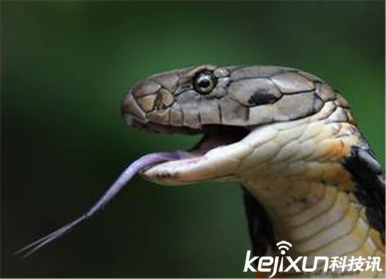 世界上最毒的蛇 它比眼镜王蛇毒性200倍! - 科
