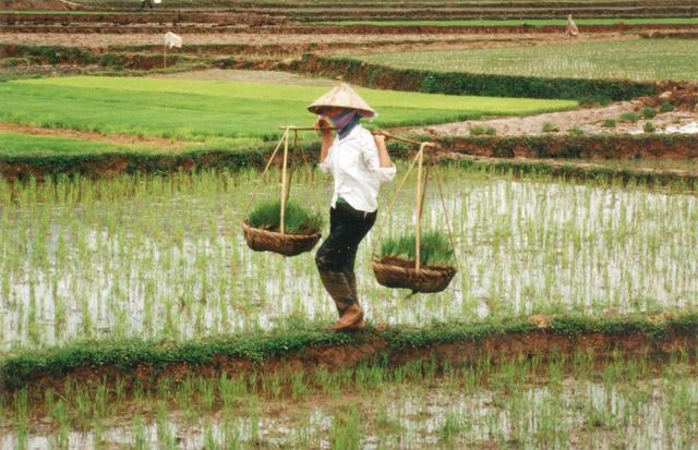 在越南农业创业是什么感受 - 财经 - 东方网合作