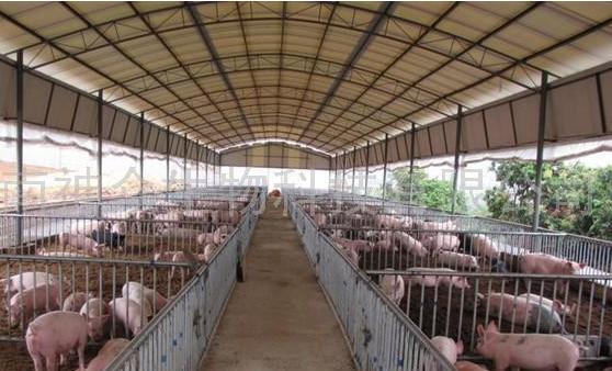 国家立法:养猪鸡畜禽需交环保税,每头猪或交2