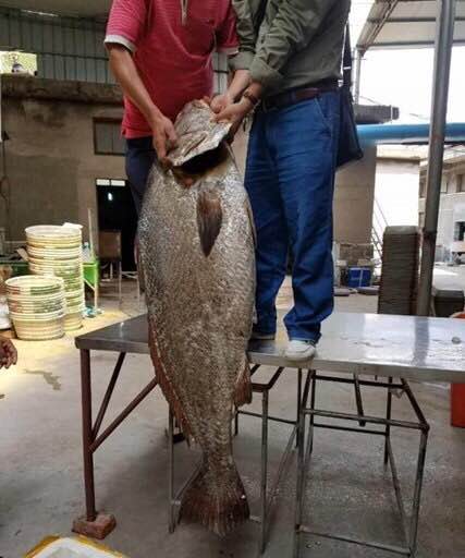 渔民意外捕捉到百斤大鱼,价格竟达如此天价 - 