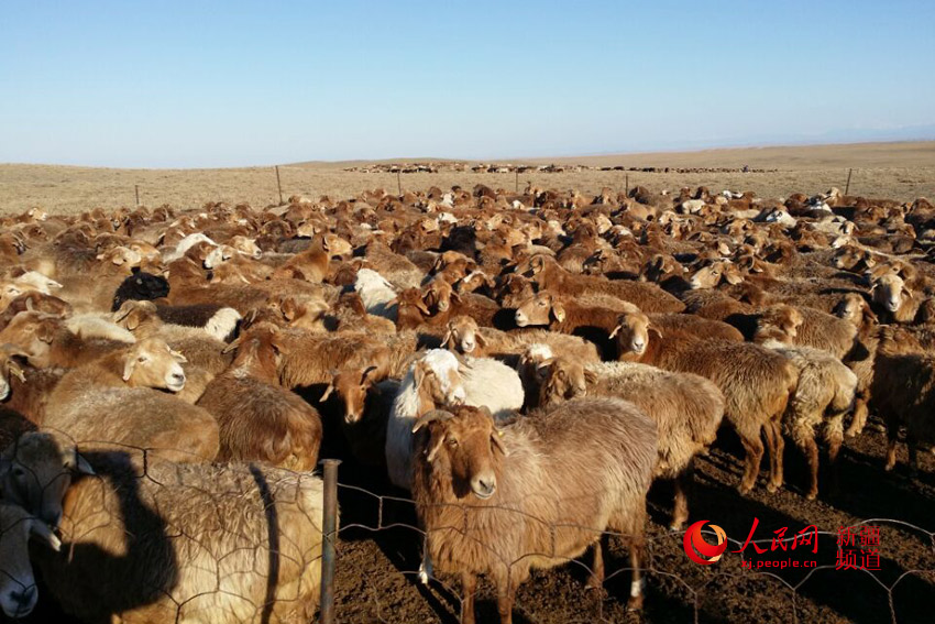 新疆福海县发放扶贫羊 帮助牧民脱贫致富 - 国