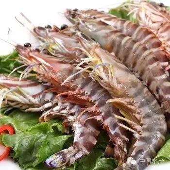 斑节对虾产业发展促进印度海产品出口 - 财经 