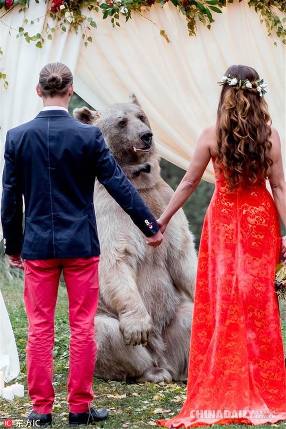 俄罗斯新人请了一头大棕熊当婚礼见证人 - 国