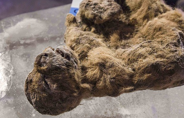冰雪中保存超3万年的洞狮:身体部位保持完整 