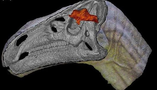 惊人考古发现,首次发现恐龙居然有脑子 - 科技