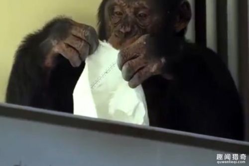 遇上这种爱劳动的大猩猩 动物园的清洁费都省