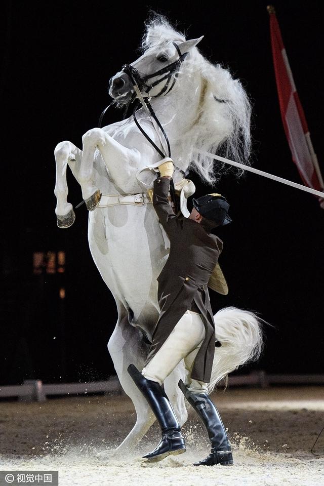 高清:骑士与马带妆彩排 骏马腾空跃起画面惊险