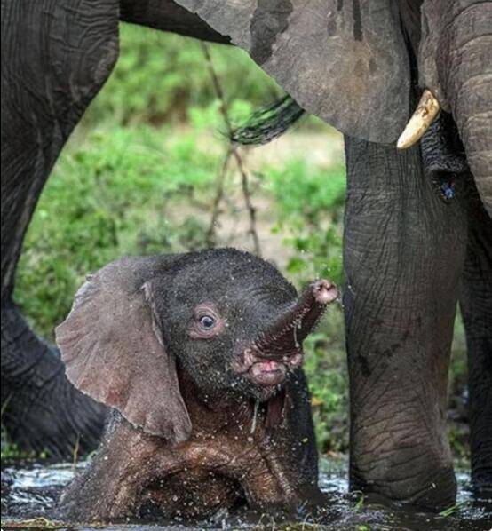 小象偷偷玩水溺水,大象妈妈将它捞起后这样做
