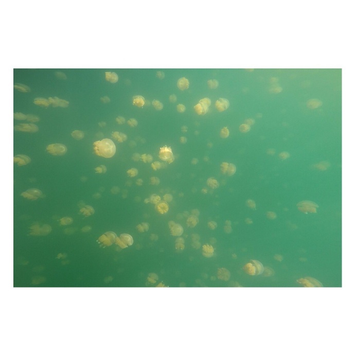 2016 1 帕劳的水母湖里那些无毒的黄… - 时尚