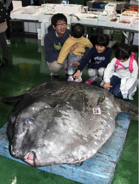 日本捕获1.8米长巨型鱼 重量或达百斤以上 - 国