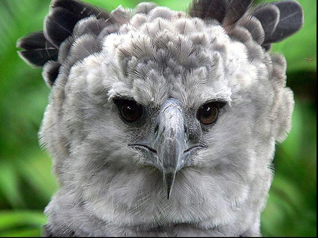 角雕,世界上最大的鹰之一,就像会飞行的金刚狼