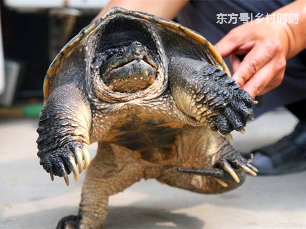 农民田里发现一只100岁的大龟,本想放生,专家