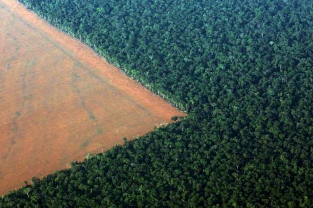 调查:去年亚马逊森林砍伐率创8年来最高 - 国际