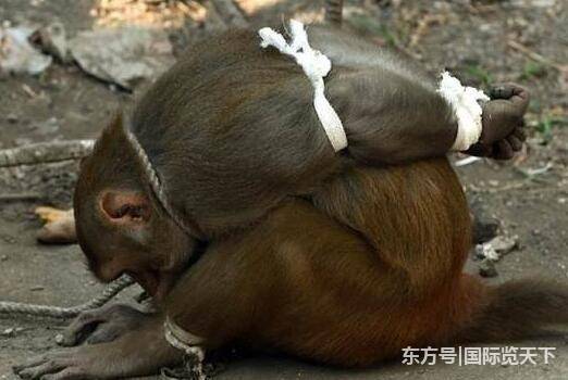 小猴子被当地居民抓住捆绑,为曾经的恶行买单