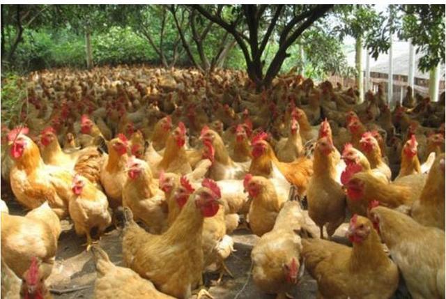 农村养殖新政策:牛补贴170万,猪补贴80万,养鸡