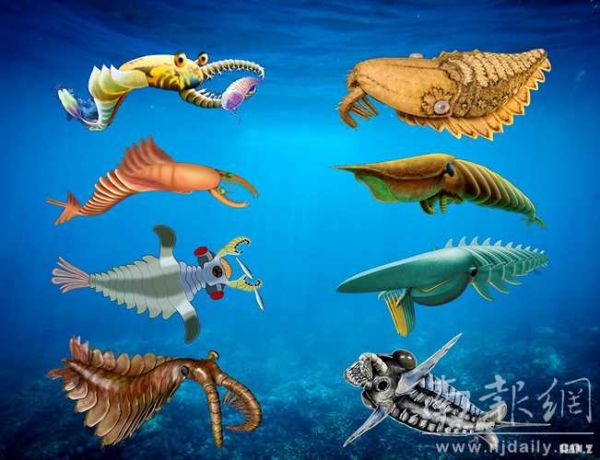 南京专家在澄江生物群中新发现多种奇虾化石 
