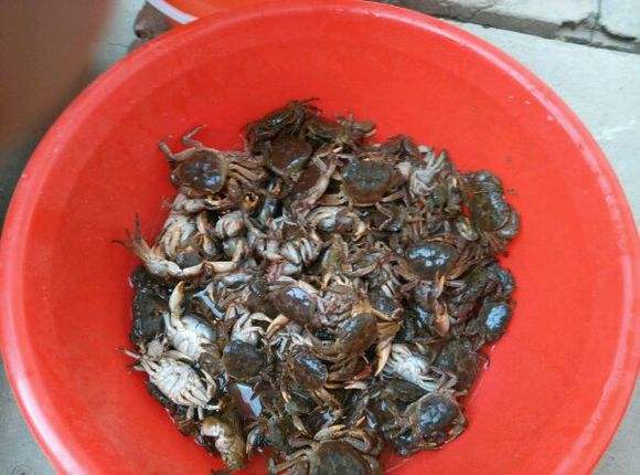 农村的山螃蟹在城里价格不菲,大多人不知食用