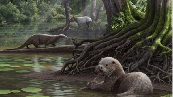 [视频]惊人的化石发现:巨型水獭体型和狼差不多