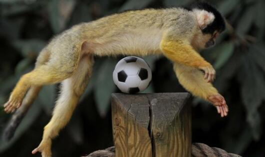 一群活泼的松鼠猴看到玩具小足球时候的反应!