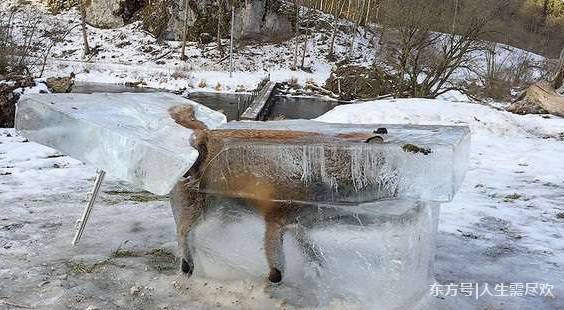 奇闻:猎人雪地发现被冻冰块里的狐狸,解冻后不
