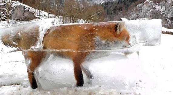 奇闻:猎人雪地发现被冻冰块里的狐狸,解冻后不