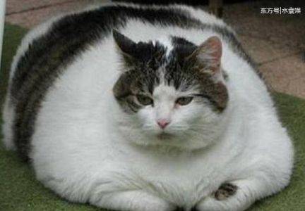 世界上最胖的猫,跟它比好吃懒做?你的三位数体