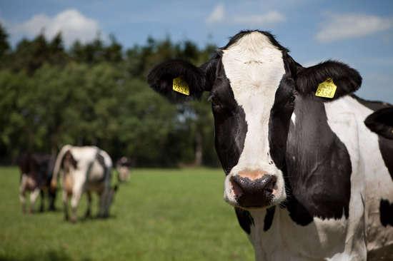不堪牛粪污染 荷兰政府补贴千万欧元杀奶牛 - 