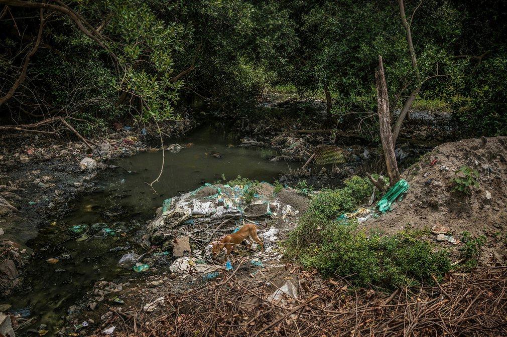 垃圾成山 印度鱼类污染严重居民照吃不误 - 国