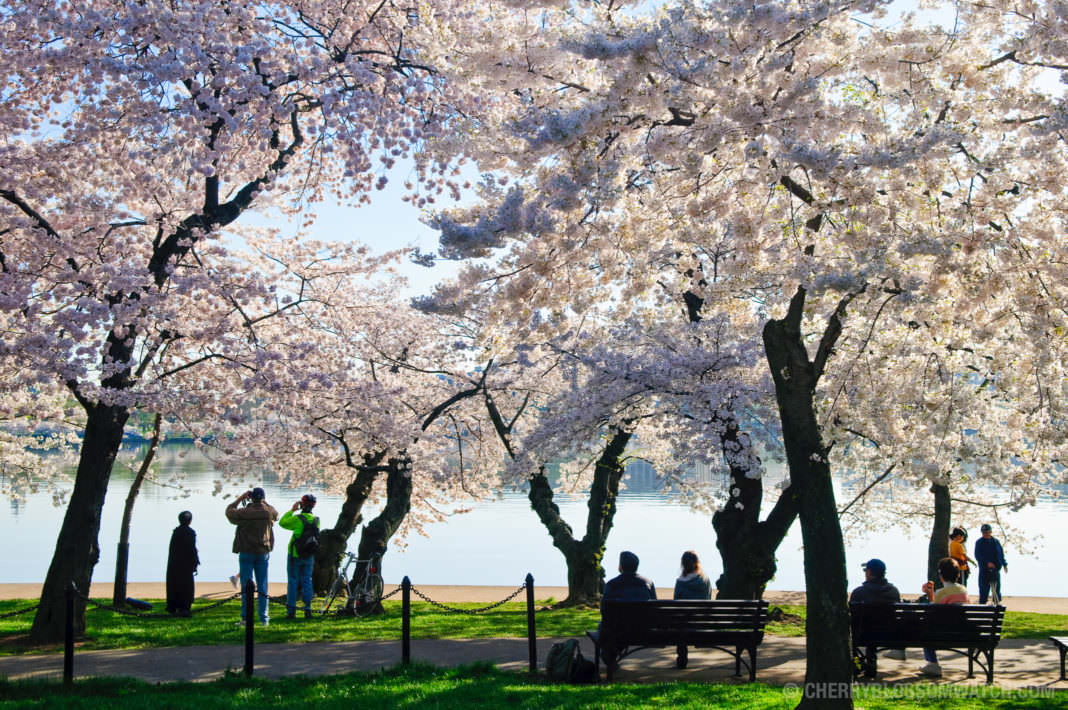 美国华盛顿的樱花开了 美不胜收 - 国际 - 东方网