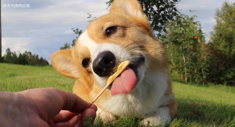 柯基狗狗做白日梦,梦到吃冰淇淋开心的舔舌头