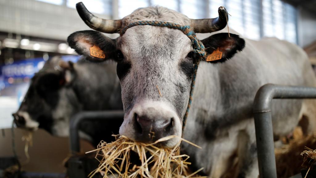 自2001年疯牛病禁运后,中国部分解禁法国牛肉