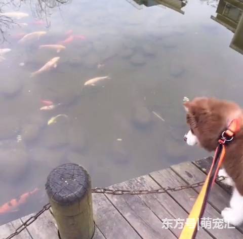 鱼儿在水里游来游去,可怜的狗狗只能是干瞪眼