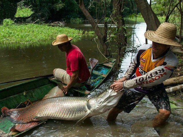 亚马逊河10大最可怕动物,公牛鲨第五,食人鱼第