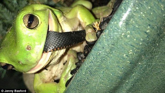 猎人成猎物:澳大利亚一只青蛙吞下了一条毒蛇