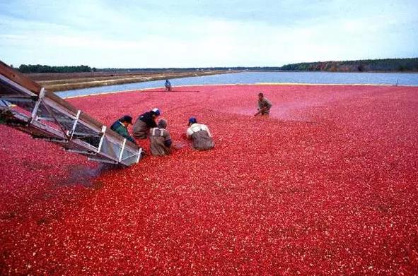 加拿大蔓越莓大丰收 预计产量将破记录 - 国际