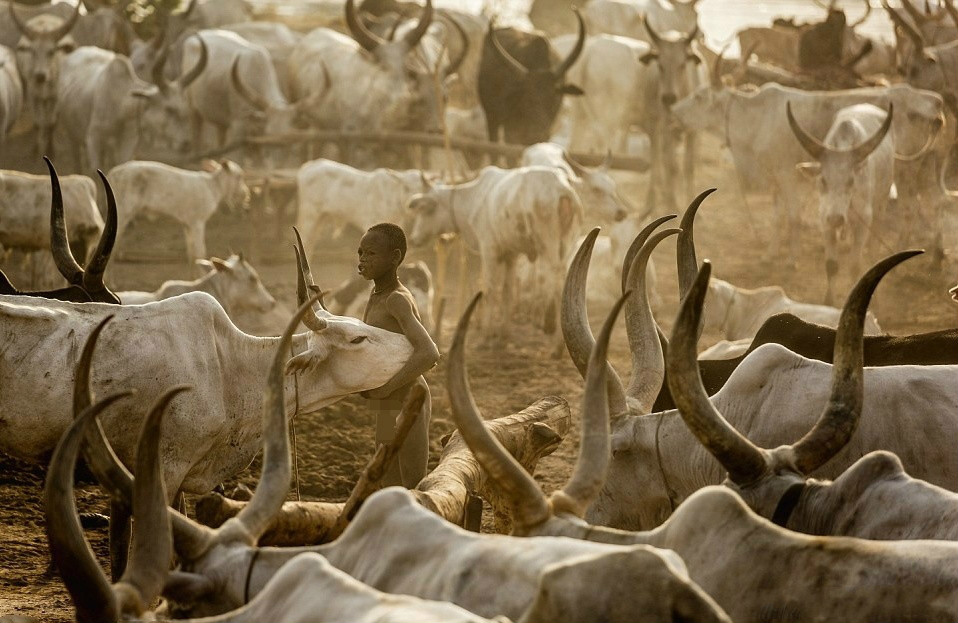 瓦图西牛:南苏丹国宝,当地人手持Ak47日夜保