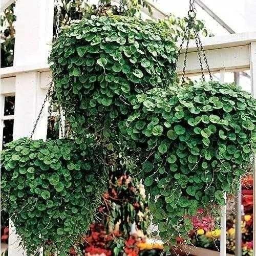 新手也能养成一大片的垂吊盆栽植物 - 家居 - 东