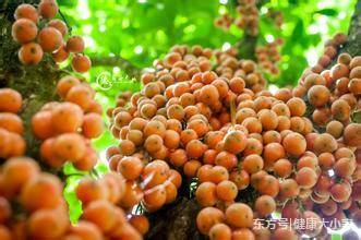 在云南、海南的一种水果,长成这样,经济价值十