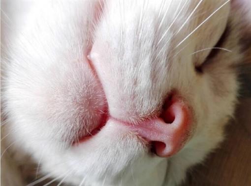 猫鼻触感唇膏问世: 涂完有亲吻主子的感觉 - 时