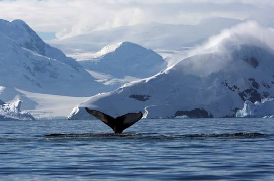 南极惊现18℃高温 小企鹅们还能好好玩耍吗? 