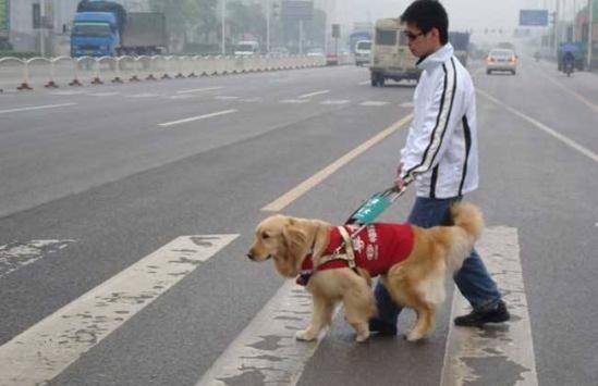 携带导盲犬出入公共场所和乘坐公共交通工具 