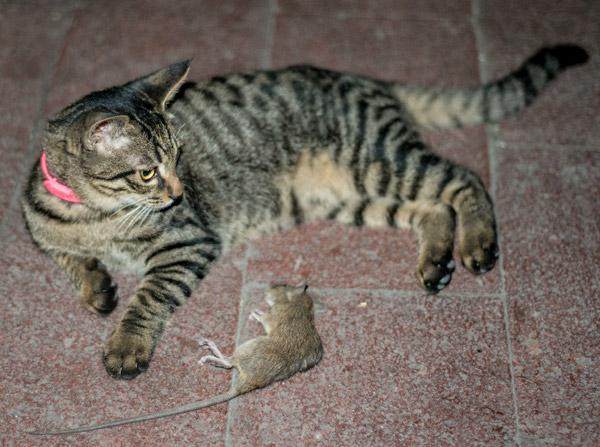 一天,一只猫捉住了一只老鼠,猫没有吃他, - 笑话