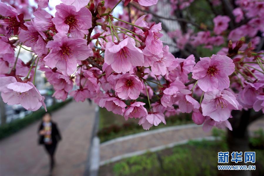 东京樱花进入盛花期 4月去樱花树下看花海 - 时